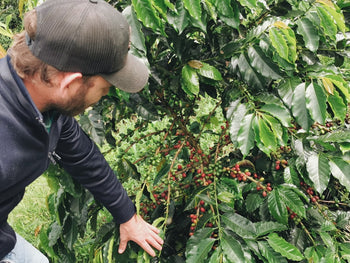 Colombia Pink Bourbon Peach Co-Ferment