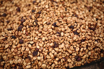 Ethiopia 72HR Anaerobic Shade Natural