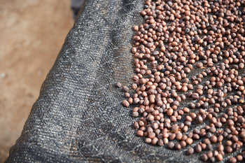 Bolivia Geisha Washed