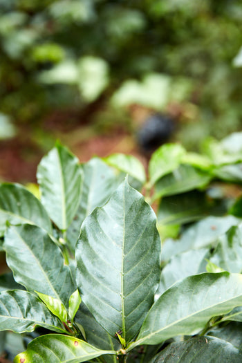 Bolivia Geisha Washed