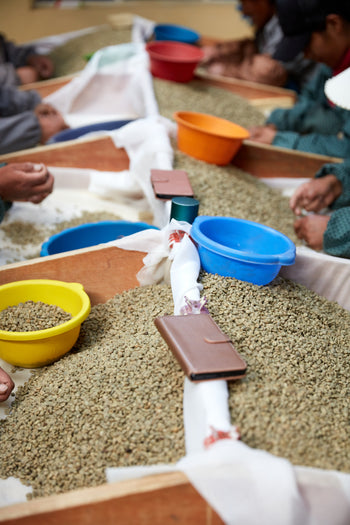 Bolivia Geisha Washed