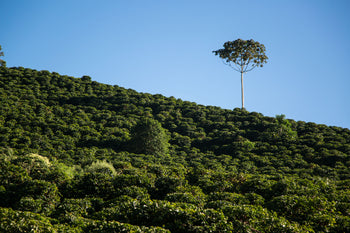 Brazil Natural Espirito Santo Contest 5th Place