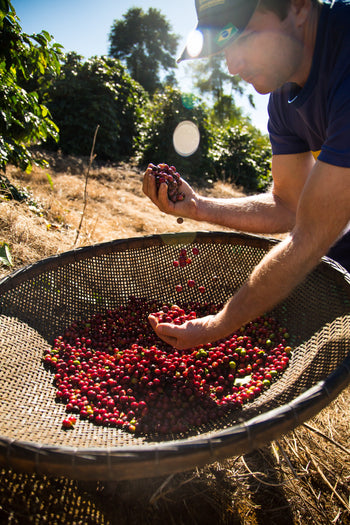 Brazil Natural Espirito Santo Contest 5th Place