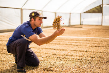 Brazil Natural Espirito Santo Contest 5th Place