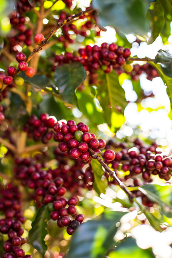 Brazil Natural Espirito Santo Contest 5th Place