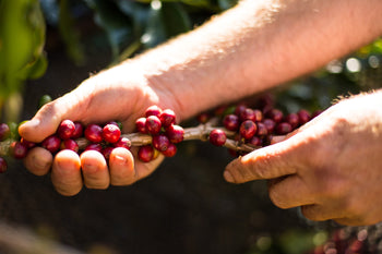 Brazil Natural Espirito Santo Contest 5th Place