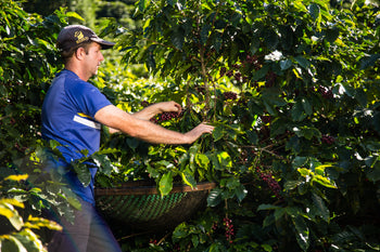 Brazil Natural Espirito Santo Contest 5th Place