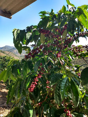 COSTA RICA LAURINA BLACK DIAMOND NATURAL