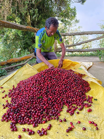 EL SALVADOR GESHA ANAEROBIC NATURAL