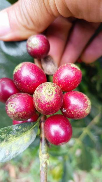 EL SALVADOR GESHA ANAEROBIC NATURAL