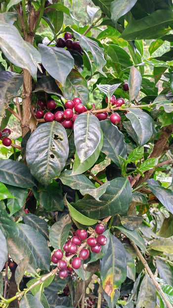 EL SALVADOR GESHA ANAEROBIC NATURAL