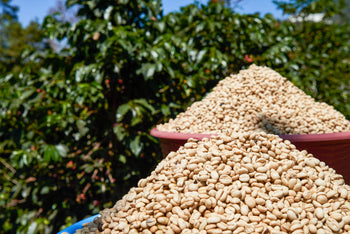 Guatemala Red Pacamara Anaerobic In Cherry Washed