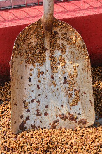 COSTA RICA LAURINA BLACK DIAMOND NATURAL