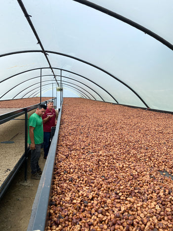 VENEZUELA ANAEROBIC HOHEY