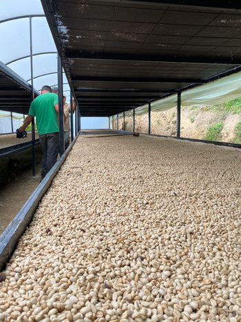 VENEZUELA ANAEROBIC HOHEY