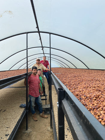 VENEZUELA ANAEROBIC HOHEY