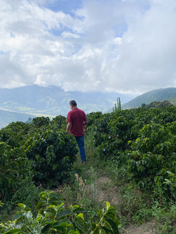 VENEZUELA ANAEROBIC HOHEY