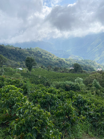 VENEZUELA ANAEROBIC HOHEY
