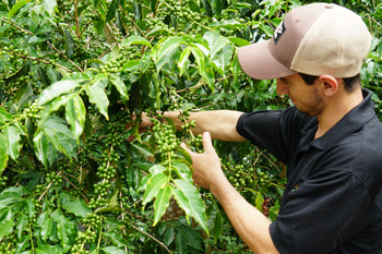 COSTA RICA GESHA NATURAL