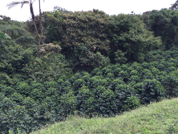 Ecuador Sidra Honey Finca Maputo