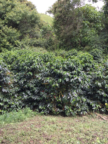 Ecuador Sidra Honey Finca Maputo