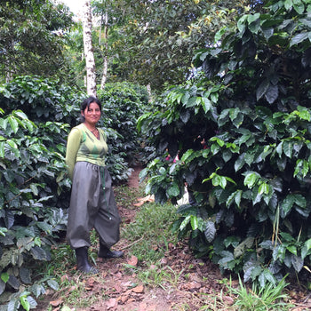 Ecuador Sidra Honey Finca Maputo