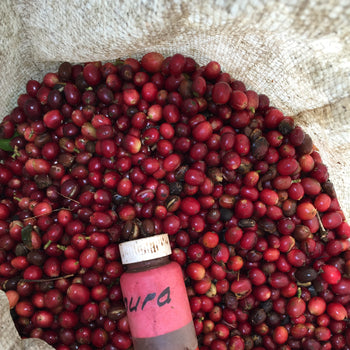 Ecuador Sidra Honey Finca Maputo