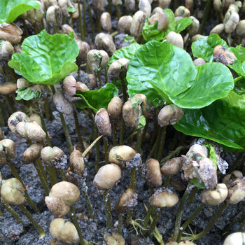 Ecuador Sidra Honey Finca Maputo