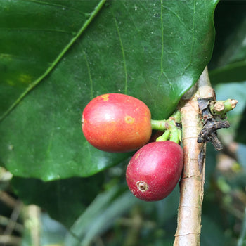 Ecuador Sidra Honey Finca Maputo