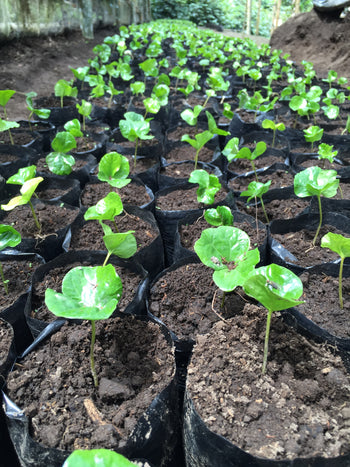 Ecuador Sidra Honey Finca Maputo