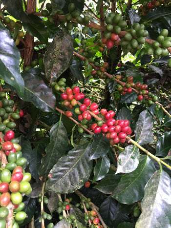 Ecuador Sidra Honey Finca Maputo