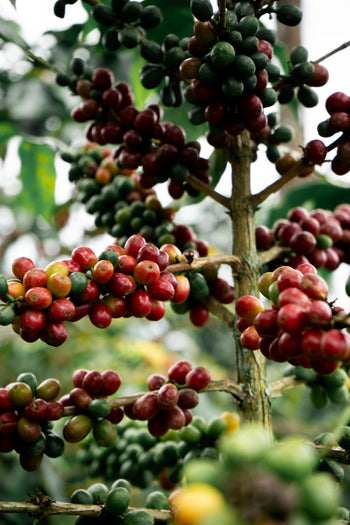 Colombia Pink Bourbon Peach Co-Ferment