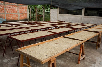 Guatemala Pacamara Natural