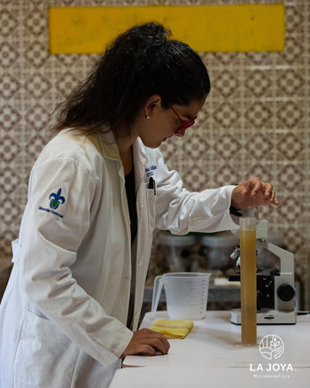 MEXICO PINK BOURBON Washed 240 HOUR