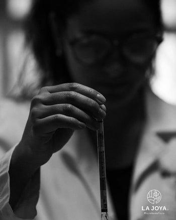 MEXICO PINK BOURBON Washed 240 HOUR