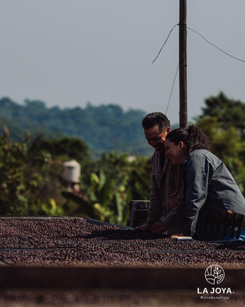 MEXICO PINK BOURBON Washed 240 HOUR