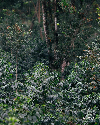 MEXICO PINK BOURBON Washed 240 HOUR