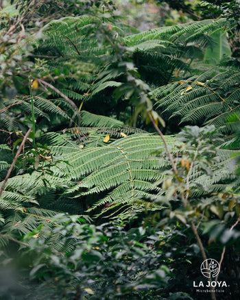 MEXICO PINK BOURBON Washed 240 HOUR