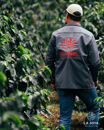 MEXICO PINK BOURBON Washed 240 HOUR