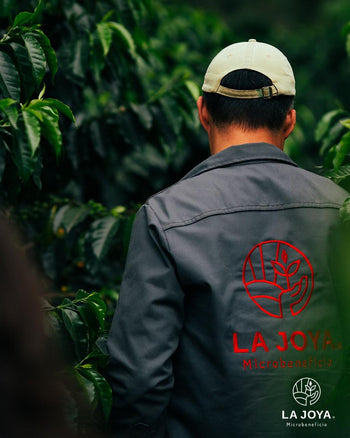 MEXICO PINK BOURBON Washed 240 HOUR