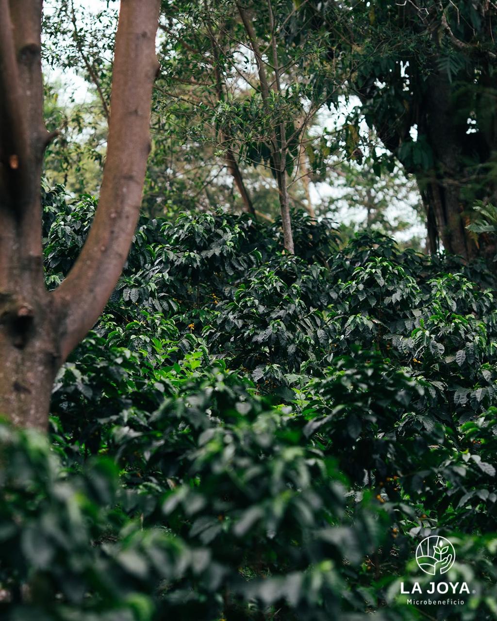 jade plant coffee MEXICO Yellow Caturra NATURAL Jade Imperial