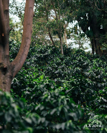 MEXICO PINK BOURBON Washed 240 HOUR