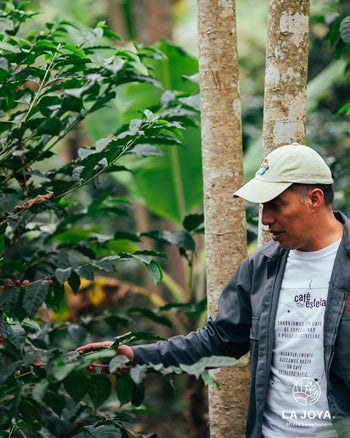 MEXICO PINK BOURBON Washed 240 HOUR