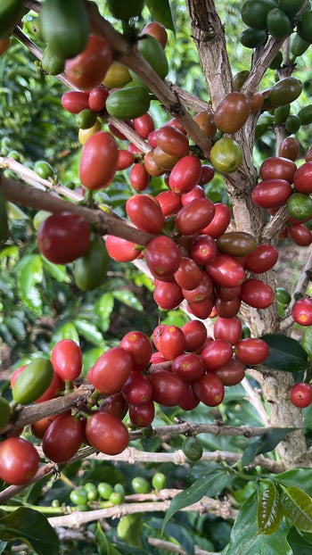 COLOMBIA SIDRA NATURAL DOUBLE FERMENTATION