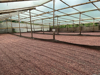 COLOMBIA SIDRA NATURAL DOUBLE FERMENTATION