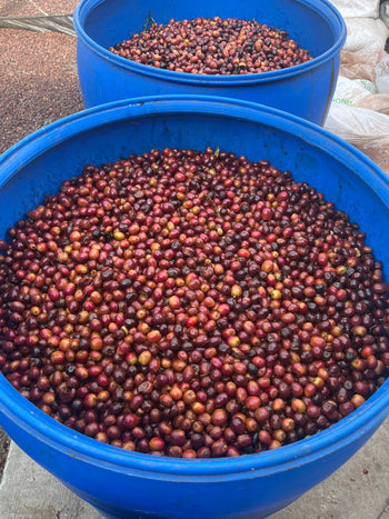 COLOMBIA SIDRA NATURAL DOUBLE FERMENTATION