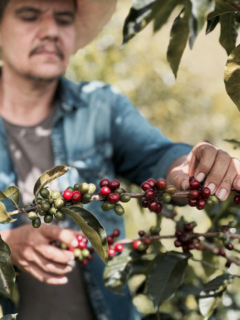 COLOMBIA WUSH WUSH SEMI-WASHED