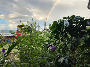 COLOMBIA WUSH WUSH SEMI-WASHED