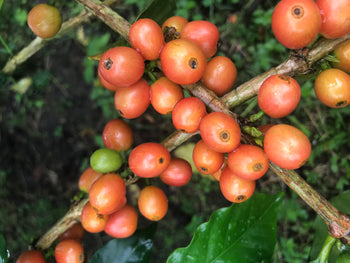 Colombia Pink Bourbon Peach Co-Ferment