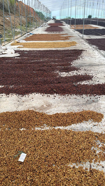 Colombia Gesha Carbonic Maceration Sun Dried Natural